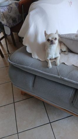 Chihuahua cerca cagnolina - Foto 2