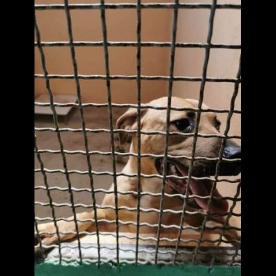 OTIS MENDICANTE DI CAREZZE CANE IN ADOZIONE - Foto 5
