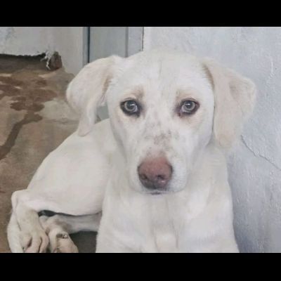 QUERA CAGNOLINA IN ADOZIONE - Foto 3