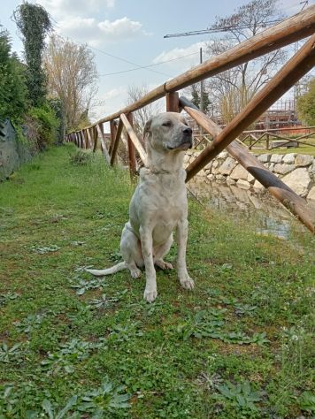 UNA MAMMA PER BIANCHINO - Foto 3