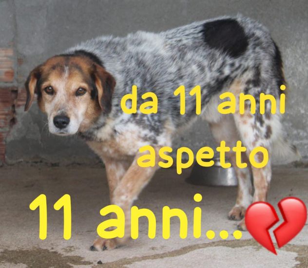 ENEA 11 ANNI taglia media - Foto 2