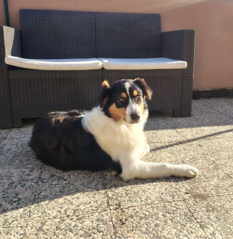 Cucciola pastore australiano