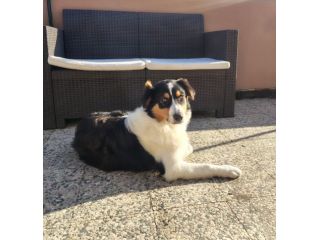 Cucciola pastore australiano
