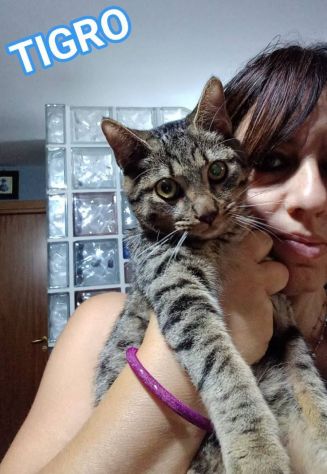 TIGRO, dolce gattino in adozione!