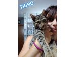 TIGRO, dolce gattino in adozione!