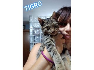 TIGRO, dolce gattino in adozione!