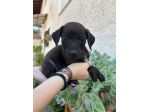 Gennarino cucciolo taglia piccola