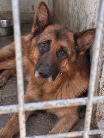 BRYAN PASTORE TEDESCO 3 ANNI CESSIONE DI PROPIETA’ - Foto 2