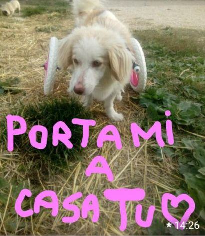 5anni kg 9 PARALIZZATA (autonoma nei bisogni) aspetta da tanto MARCHE - Foto 3