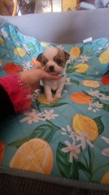 Chihuahua toy cuccioli - Foto 3