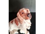 Cane  porcellana di Meissen