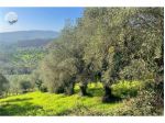 Terreno agricolo in vendita a Monterappoli - Empoli 10000 mq  Rif: 1355708