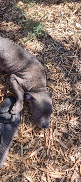 Allevamento e Cuccioli Amstaff Blu in Puglia e in Italia - Foto 4
