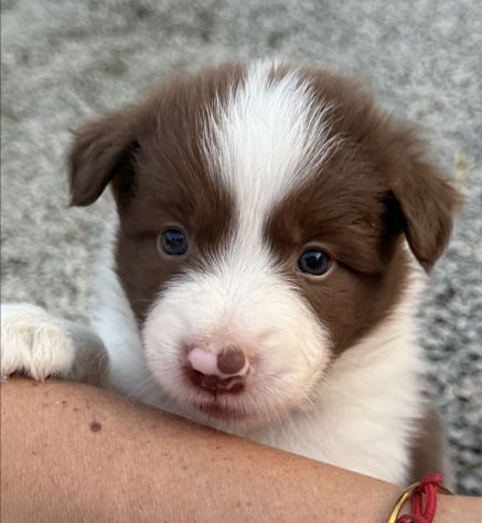 Selezionati Border Collie con pedigree - Foto 2
