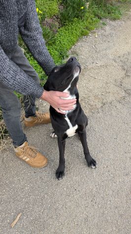 Giovane simil-Amstaff in cerca di famiglia - Foto 9