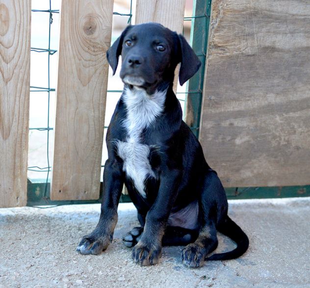 Milo e Ricky dolcissimi cuccioli in adozione - Foto 7