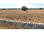 Rif. 9645 - Terreno agricolo pianeggiante 'Palazzola'