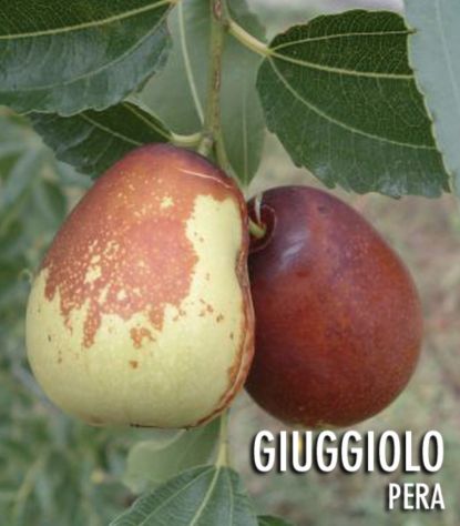 Piante di giuggiole pera