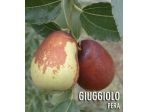 Piante di giuggiole pera