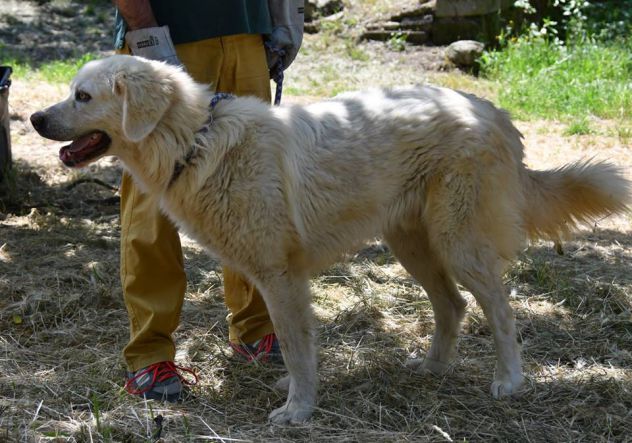 ACHILLE E SPARTACO, splendidi maremmani - Foto 7
