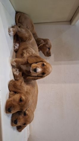 Cuccioli di Cocker Spaniel - Foto 4