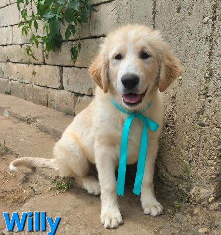 WILLY - Foto 5