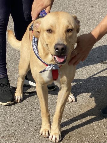 Tuono ,cucciolo di 2 anni in adozione - Foto 5
