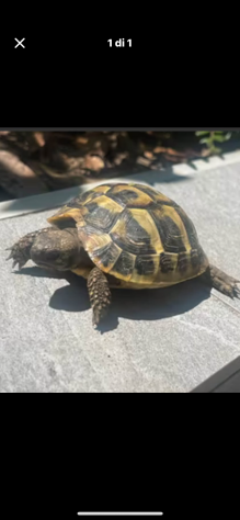 Tartaruga