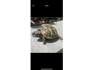 Tartaruga