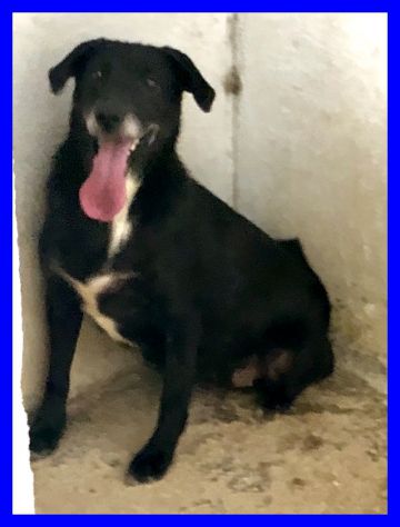 LIABEL, SPAVENTATA SOLA IN CANILE CERCA CASA - Foto 3