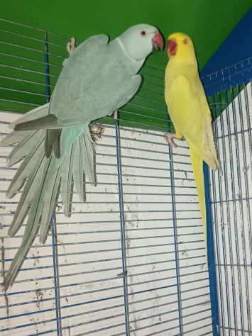 coppia parrochetti collare più voliera grande