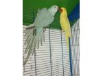 coppia parrochetti collare più voliera grande
