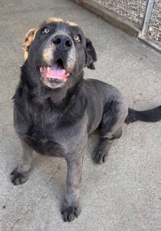 SAMANTHA CANE CORSO 3 ANNI Taglia grande - Foto 7