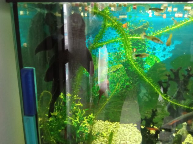 VENDO Pesci pulitore Ancistrus - Ancostrus - Hipostomus - Foto 4