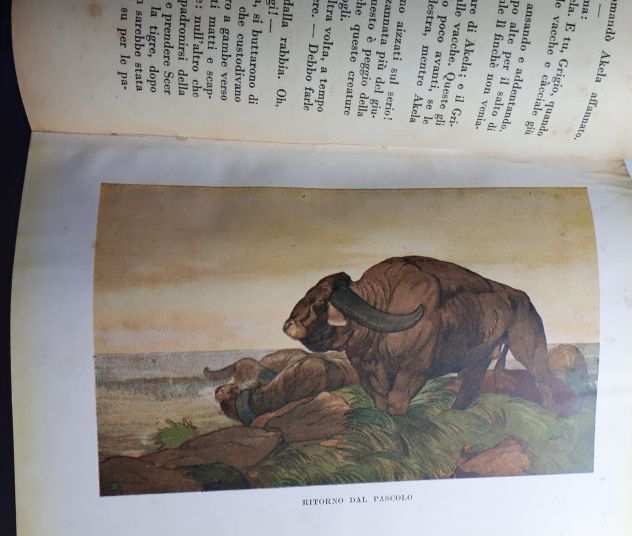 IL PRIMO LIBRO DELLA GIUNGLA, RUDYARD KIPLING, CASA EDITRICE MARZOCCO 1948. - Foto 5