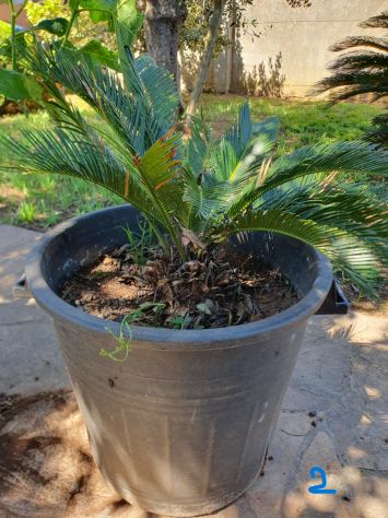 Cycas (varie misure) - Foto 5