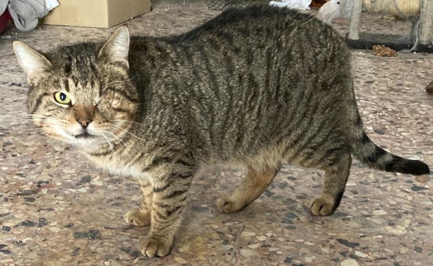 Gatti in cerca di casa - Foto 2
