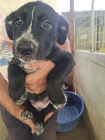 CUCCIOLI 3 MESI - Foto 4