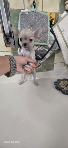 Chihuahua cuc di