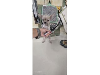 Chihuahua cuc di
