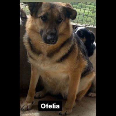 OFELIA, la speranza di essere salvata dal canile eterno, cagnolina in adozione - Foto 4