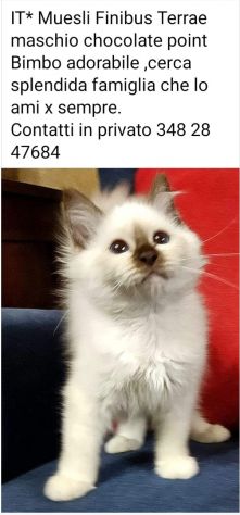 Gatto sacro di Birmania - Foto 5