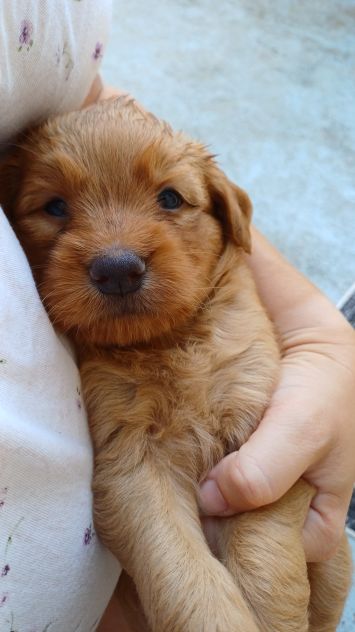 Regalo 3 cucciole - Foto 3