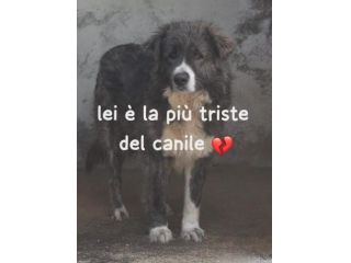 BETTY 5 ANNI 25/30 KG circa