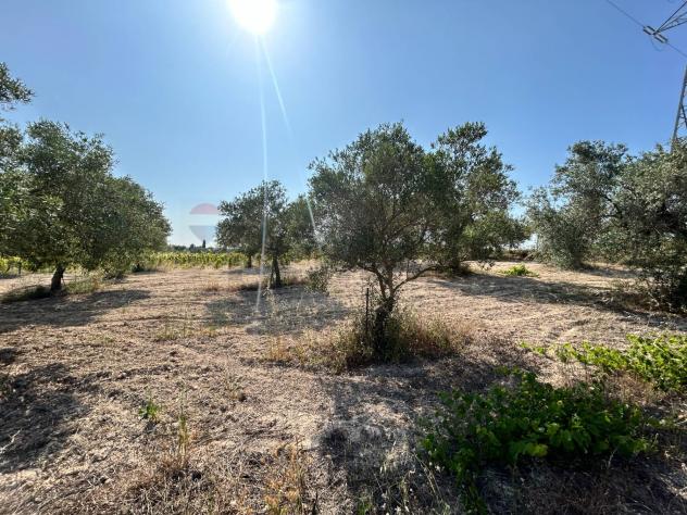 Terreno in vendita a Noto - Foto 4