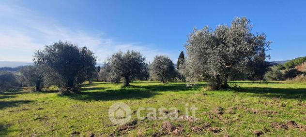 Tuoro sul Trasimeno vendesi terreno agricolo 10000 Mq
