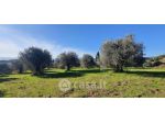 Tuoro sul Trasimeno vendesi terreno agricolo 10000 Mq