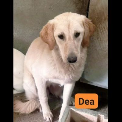 DEA GIOVANE E BELLISSIMA CAGNOLINA IN ADOZIONE - Foto 2