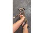 Cuccioli razza american bully poket estremi