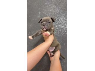Cuccioli razza american bully poket estremi